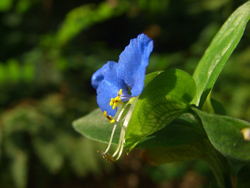Lotus pedunculatus e Commelina communis
